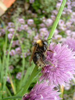 Bumblebee on Chives